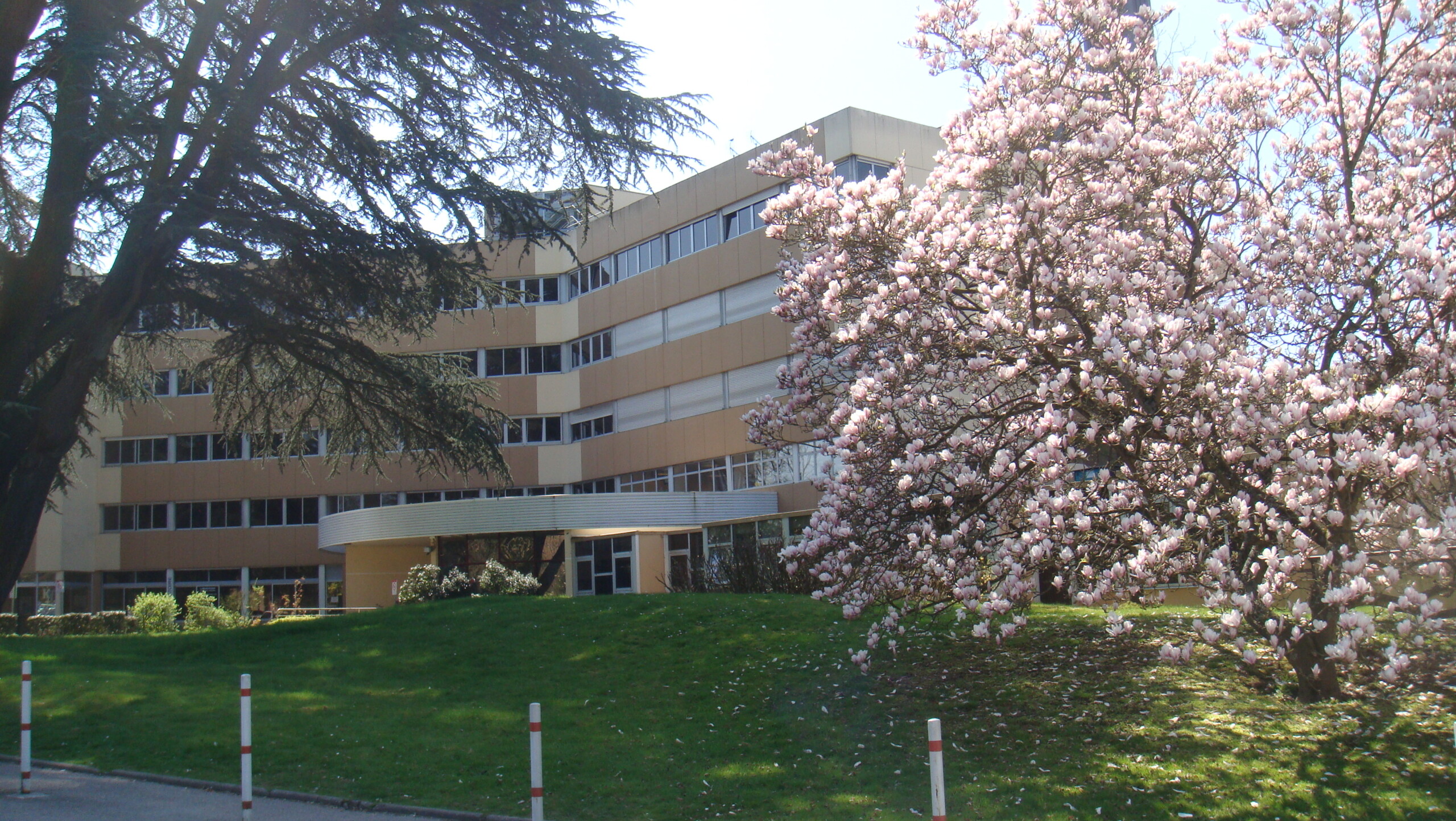 Photo de la clinique avec un magnolia en fleurs